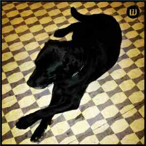 Various - Good Thoughts - A Womblabel Compilation download flac
