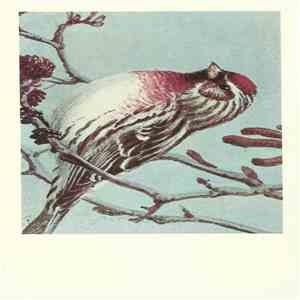 No Artist - Common Redpoll download flac