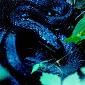 Veil of Nature - Temperate Rainforest Snake download flac