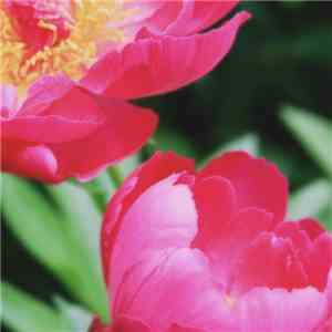 Posies - Posies download flac