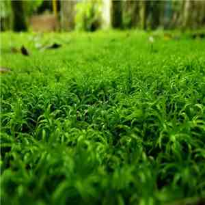 Awake In The Dew - The Seeds EP download flac