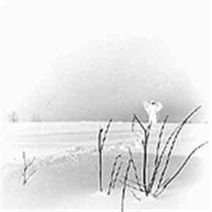 Timo Rautiainen & Trio Niskalaukaus - In Frostigen Tälern download flac