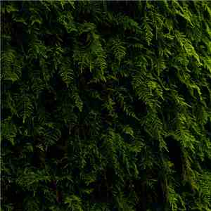 Various - Wandering II Compilation download flac
