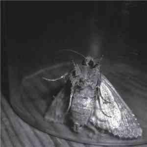 Luminance  + Psyche  - Left Out download flac