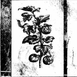 Restive Plaggona - Covered With Contempt download flac
