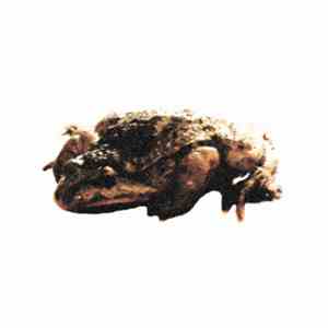 OCP  - Caught In A Loop download flac