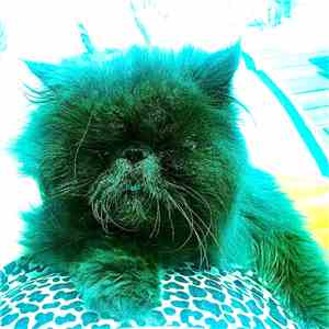 Sharkmuffin - 1097 download flac