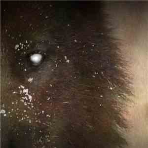 The Boy Who Cried Wolf - Bad Time Stories download flac