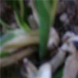Sonschein - Woodland Daydream EP download flac