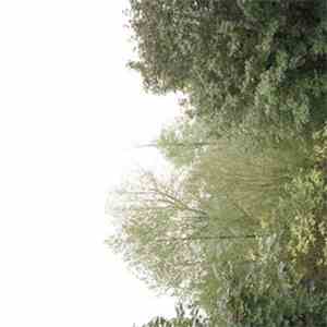 Growing - The Soul Of The Rainbow And The Harmony Of Light download flac