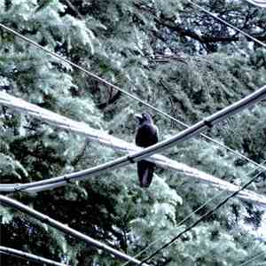Mossenek - Live In Japan 5: Tokyo download flac