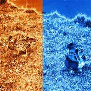 Stapler - Reincarnation Of Duck Soul download flac