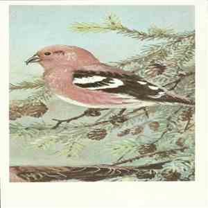 No Artist - White-Winged Crossbill download flac