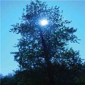 Ishq - Winter Light download flac