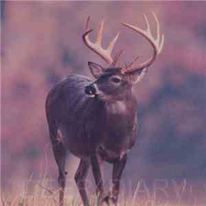 Deer Diary - Deer Diary EP download flac