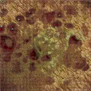 Lung Sewage - Bathed In Filth download flac