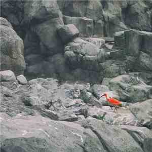 Inwolves - Color In The Zoo download flac
