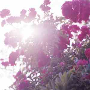 LisM - Reverso download flac
