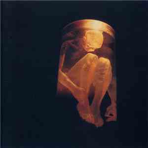 Alice In Chains - Nothing Safe FLAC album