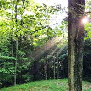 Halcyon Motor Skills - Forest Floor download flac