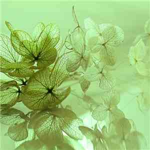 Chris Havok - Polos & Backpacks (Remix) download flac