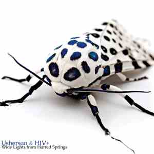 USHERsan & HIV+ - Wide Lights from Hatred Springs download flac