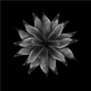 Anthéne - Orchid download flac