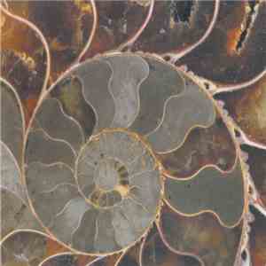 Fernwood - Sangita download flac