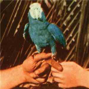 Andrew Bird - Are You Serious download flac