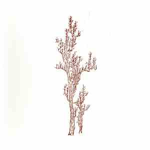 Ulaan Passerine - The Landscape Of Memory download flac