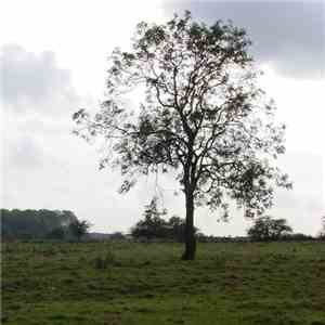 Second Thought - Purlieu download flac
