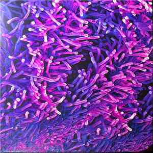Various - Jazz Dispensary: Purple Funk download flac