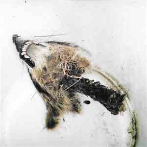 Watcher's Woods - Decay download flac