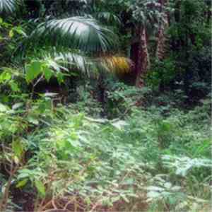 Drumagick - Jungalistic download flac