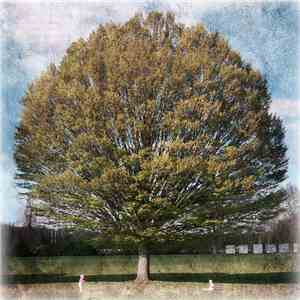 Good Weather For An Airstrike - Torpor download flac