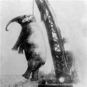 Various - Songs About Elephants download flac