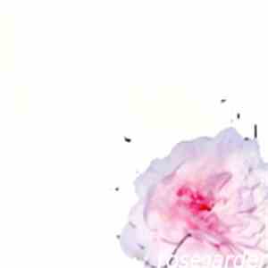 De Portables - Rosegarden download flac