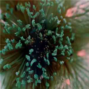 Plumarino - Random Access download flac
