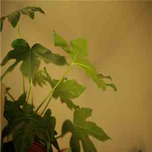 Walter Biondani - Tridente download flac