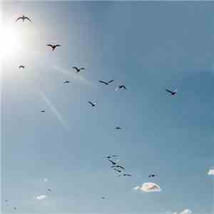 Alveol - No Point In Holding On download flac