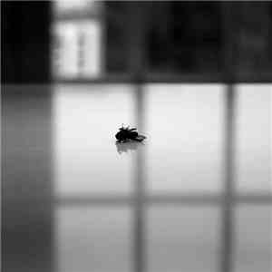PAAR - Pure / She Brings The Rain download flac