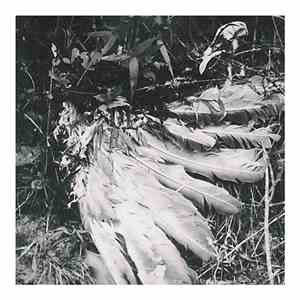 Motion Sickness Of Time Travel - Feathers And Furs download flac