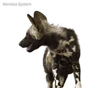 High Above The Storm - Nervous System download flac